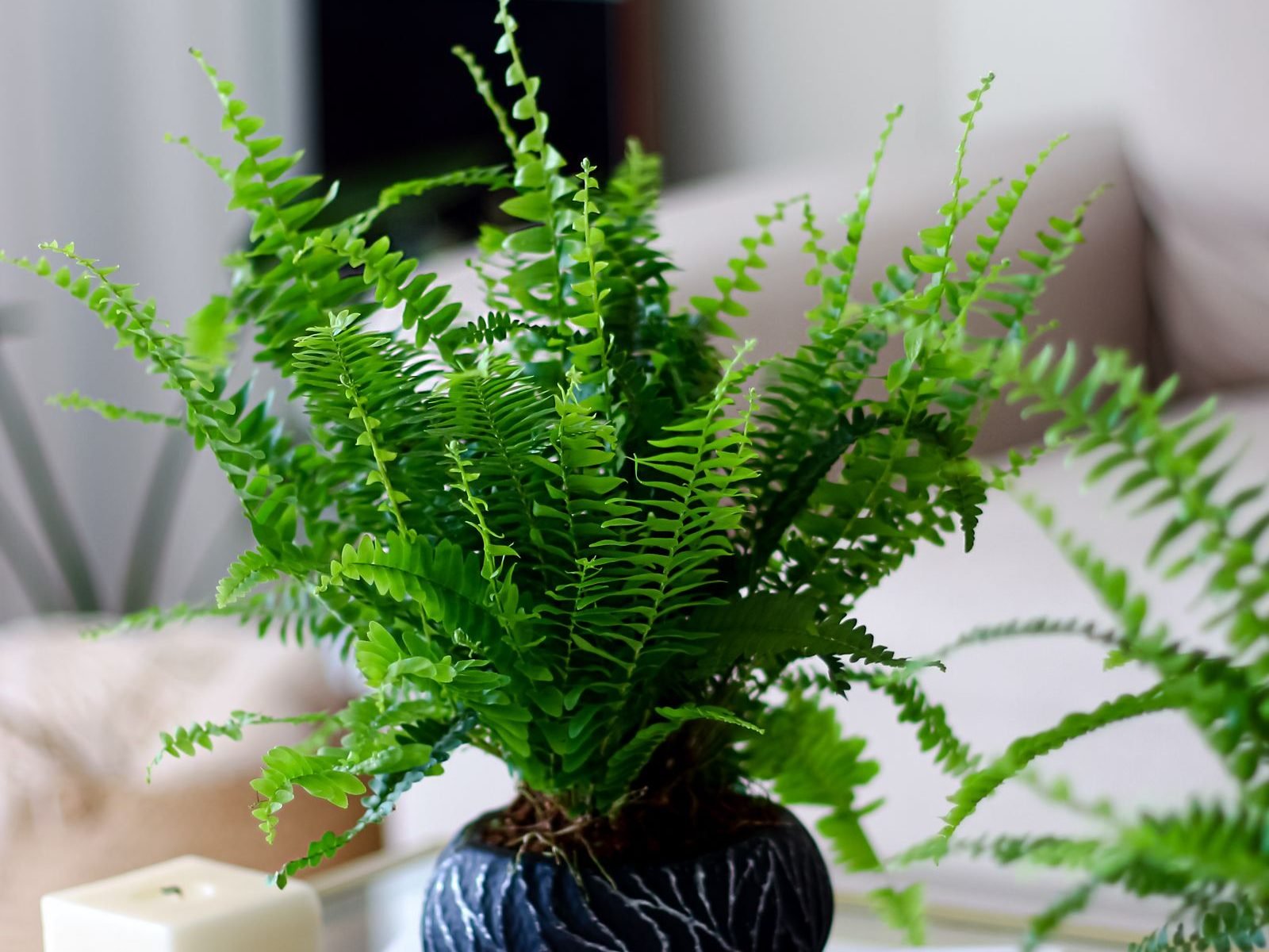 Helecho natural en maceta, planta disponible en renta para eventos
