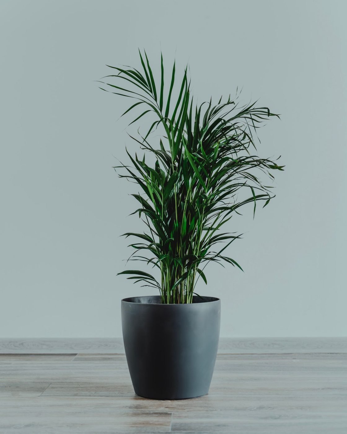 Palma areca en maceta, una de las plantas en renta para eventos