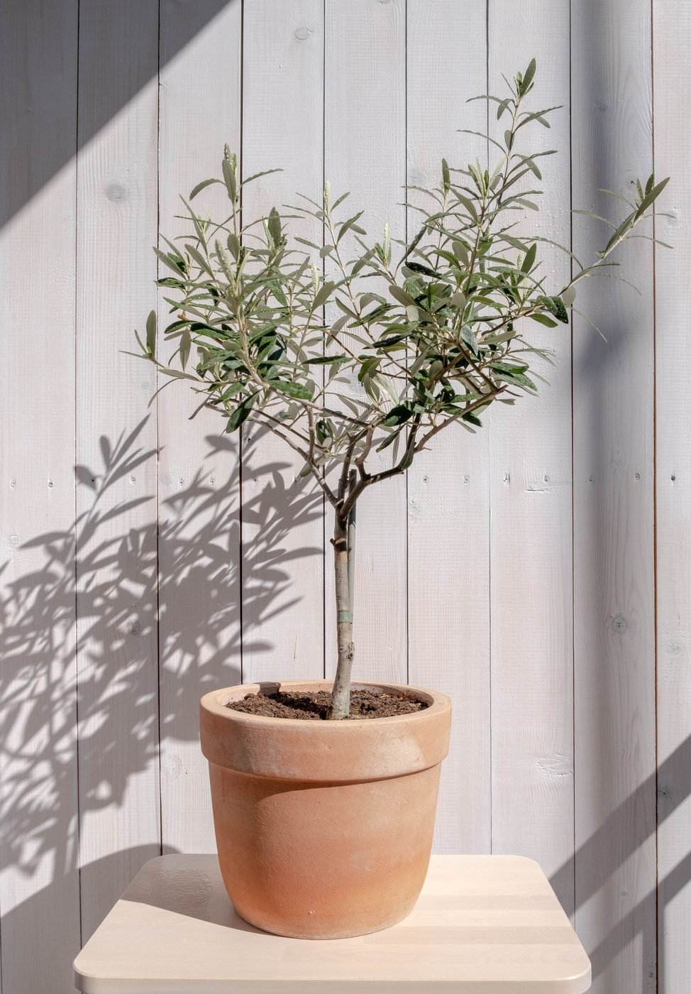 Árbol de olivo en maceta de barro para renta de plantas y árboles en Mérida