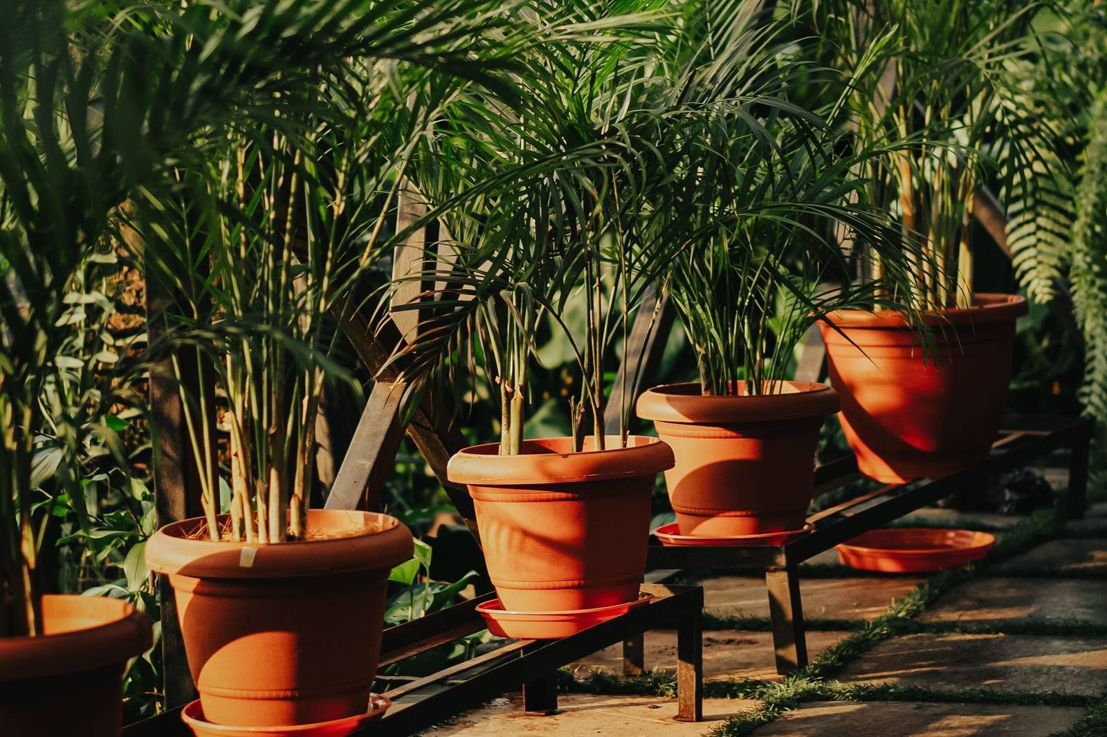 Palmas areca en macetas de barro listas para renta de plantas en Mérida