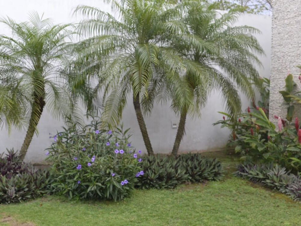 Jardín con palmas realizado por Servijardines en Mérida