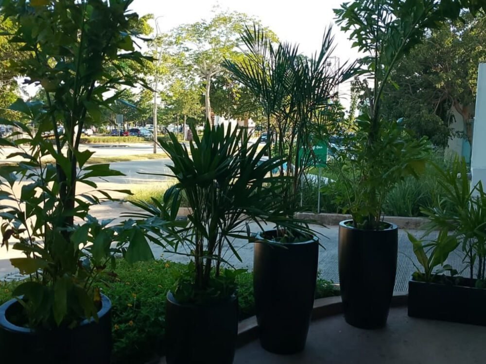Plantas en macetas instaladas por Servijardines en Mérida