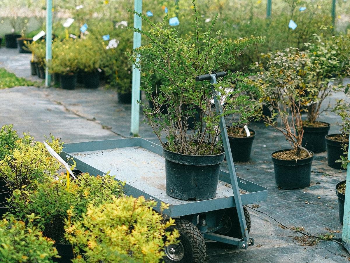 Vivero con plantas en maceta para renta de plantas en Mérida